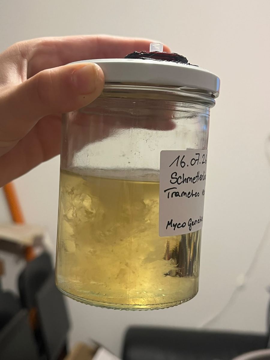 Glas mit Flüssigmyzel der Schmetterlingstramete, weiße Myzelwolken in gelber Nährlösung